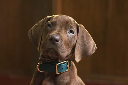 Netflix presenta a su adorable Scooby-Doo y marca un antes y un después en la franquicia con su nueva serie de acción real 
